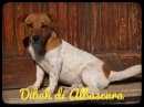 Dibah di Albascura