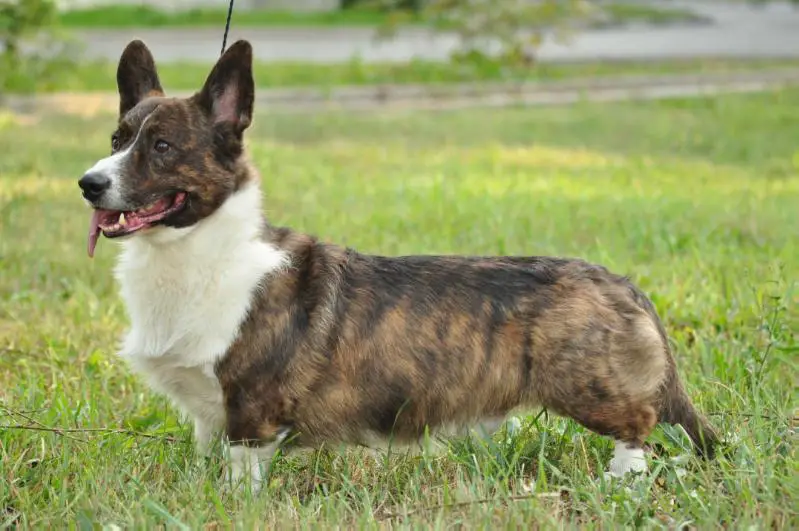 Vogie Tail Vally