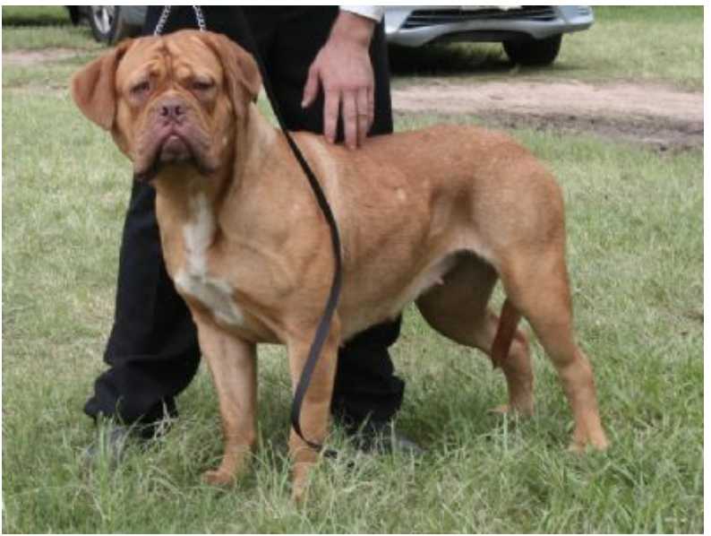 BORDOGUE ANGELIQUE