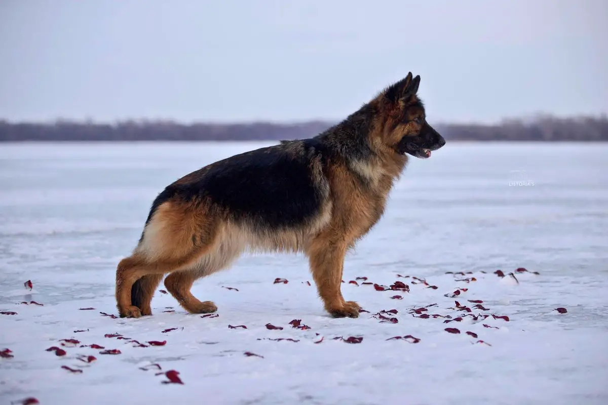 Infiniti Solo Eventus