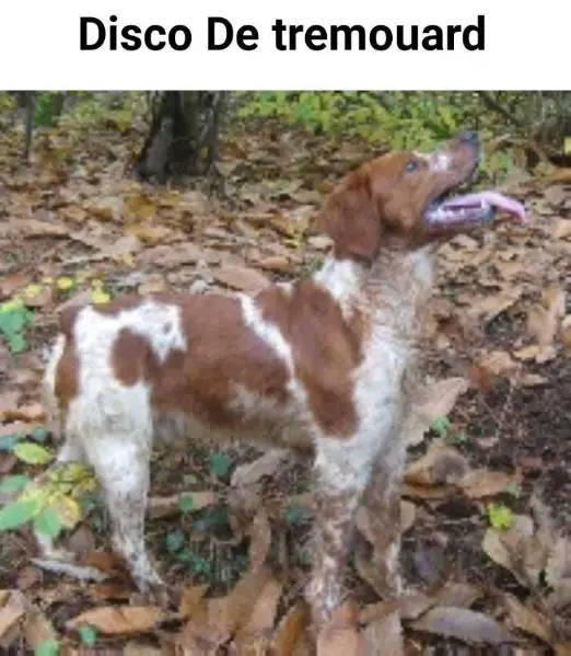 DISCO de Tremouard