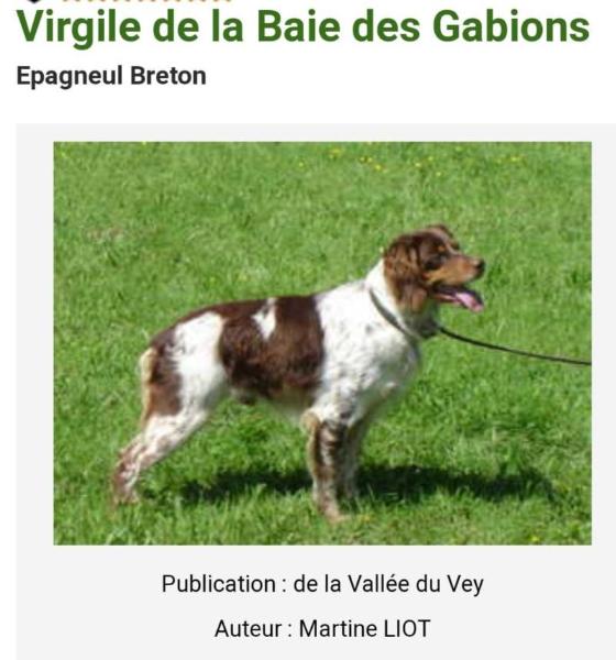 VIRGILE de la Baie des Gabions