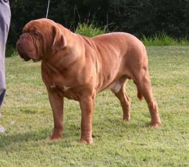 Scooby Doo z'Orisku