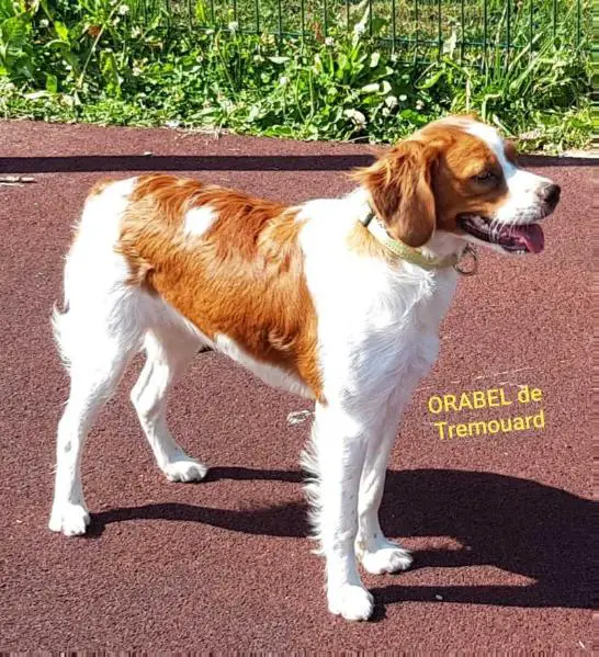 ORABEL de Tremouard