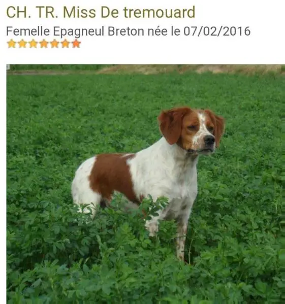 MISS de Tremouard