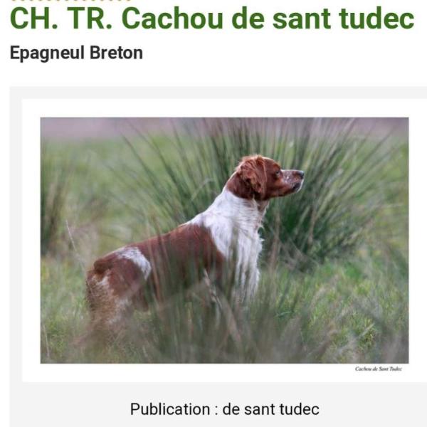 CACHOU de Sant Tudec