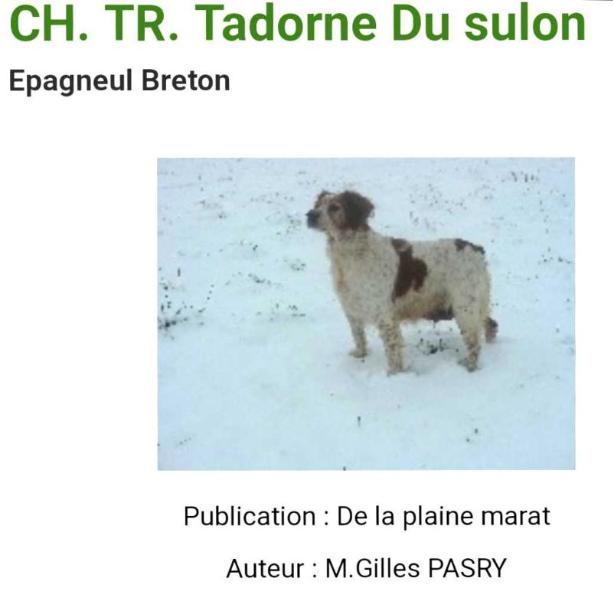 TADORNE de Sulon