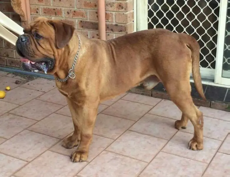 DEAUXROGUE NEMESIS