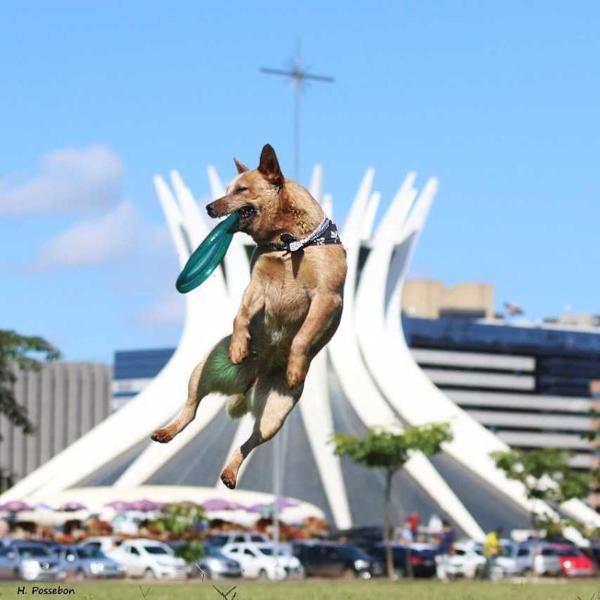 Chaira of Heelers Selivon