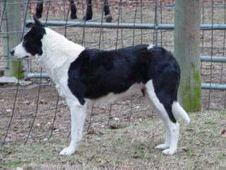 Lock-Eye Roxie