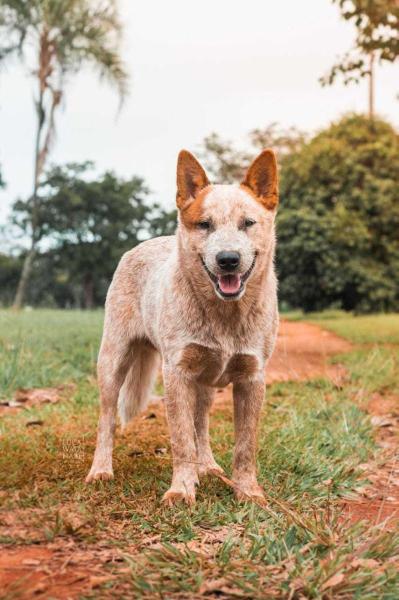 HEELER VALLEY & HEELER'S RANCH KOLBY