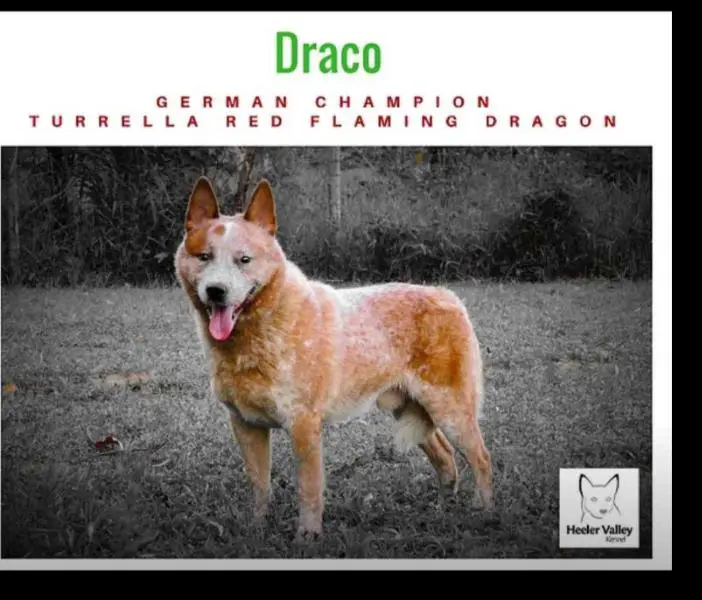 TURRELLA RED FLAMING DRAGON