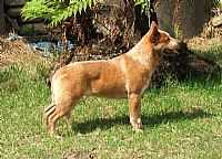TURRELLA SCARLET DRAGON