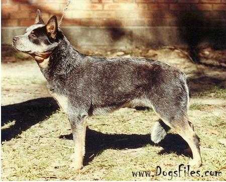 CORYVLE BLUE MISS CHIFF