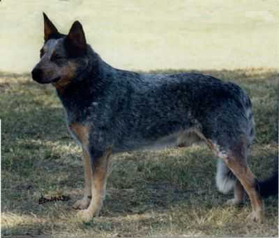TURRELLA BLUE GUNSMOKE