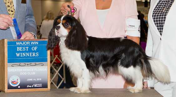 Mighty Tchamp Von Schwab an Der Fils