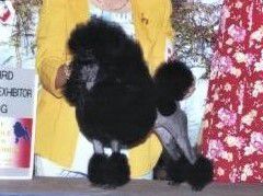 Sharbelle Just Rite
