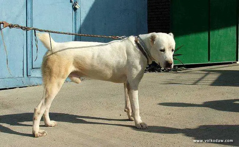 Akela 4
