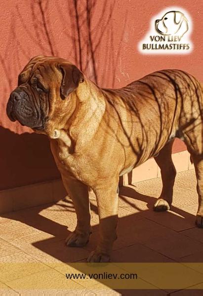 Griffin - Argentina Bulls Black Ice
