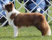 Sporting Field's Chocolate O Kesca