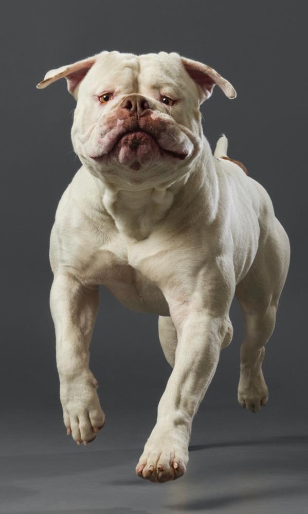 Bay Area Bullies Logic