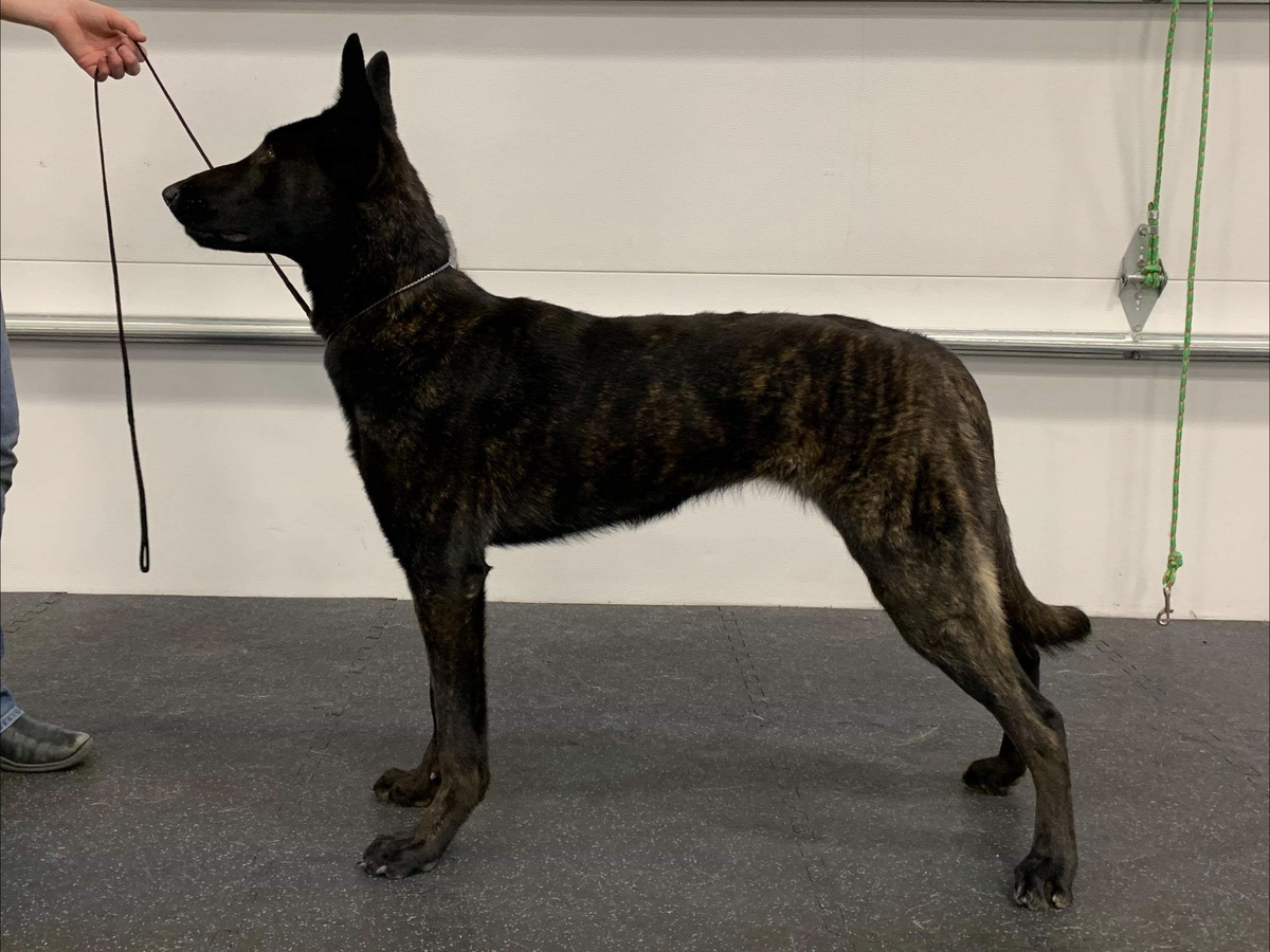 Dutch Shepherd
