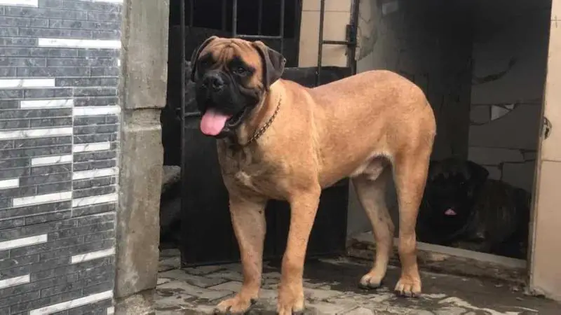 Maxwell of Elite Kennel