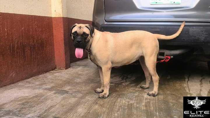 BEAUTY OF ELITE KENNEL