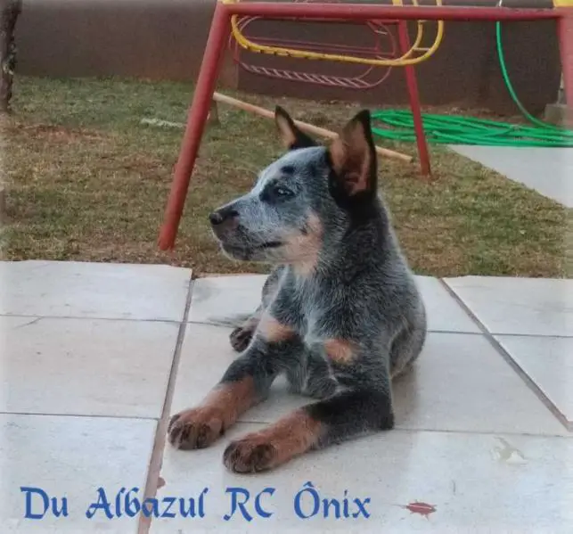 DU ALBAZUL RC ÔNIX
