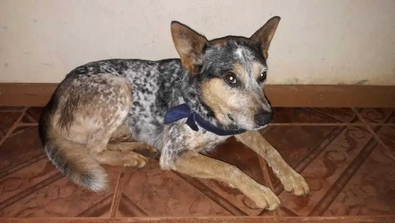 ACD RUM
