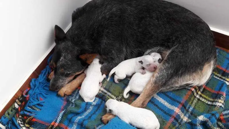 ACD COCA