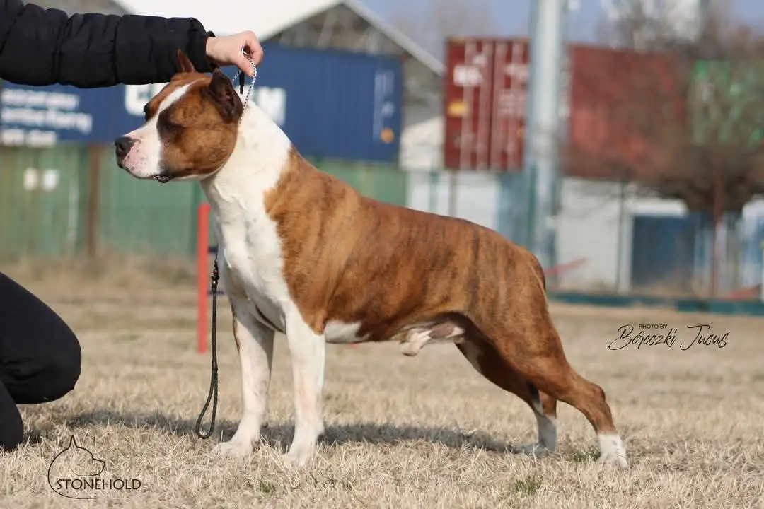 Pentagon Rockstone Des Gardiens Du Réve Eternel