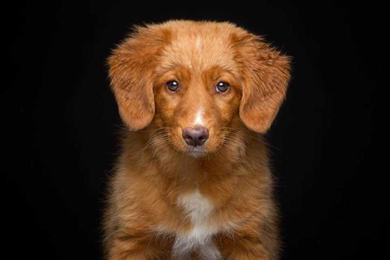 Canis Amicus 