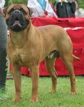 DRACO PUMA-BULL