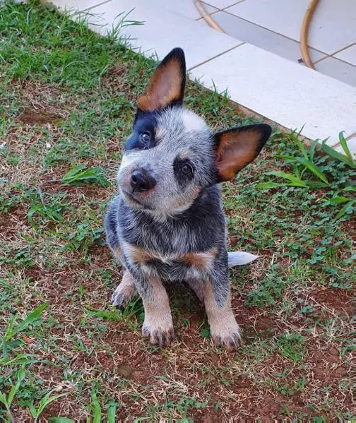 ACD LUNA