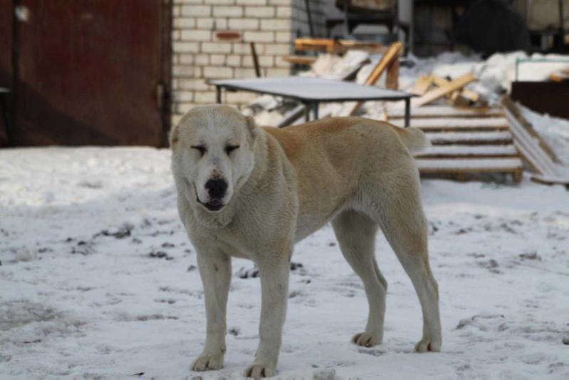 Zauralskiy Medved Ekki Tokki