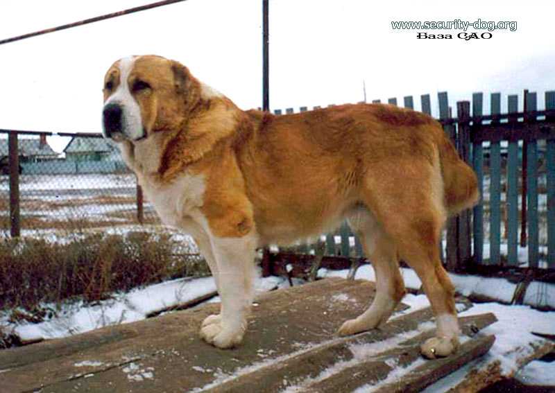 Ak Nurer Hunta
