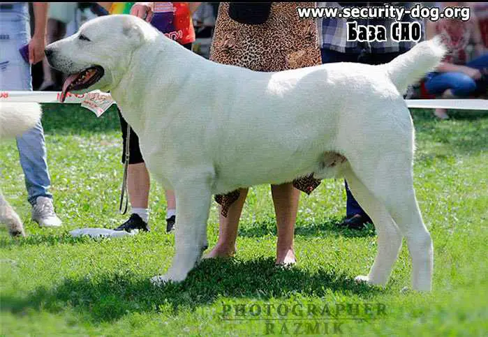 YOLBASCHI BAYAZ BURY