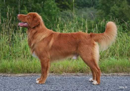 Redforesthunter Wallace