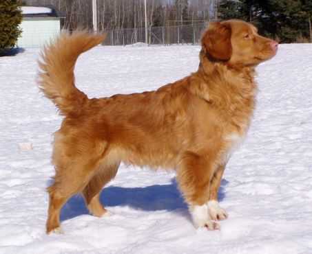 Redmound's Gorgeous Gem