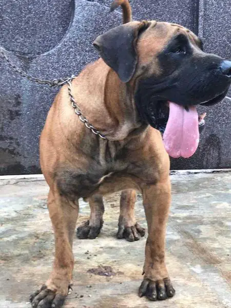 Duke lati Ajartodar