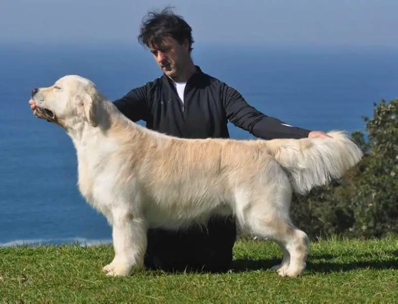 Ivanhoe de Lar De Casanova