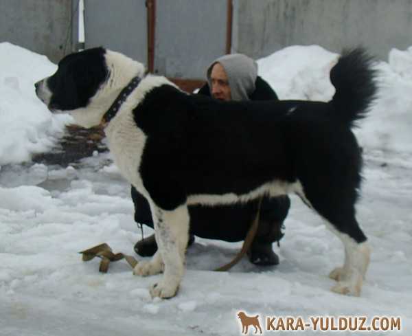 Goyun Ichi Kara Yulduz
