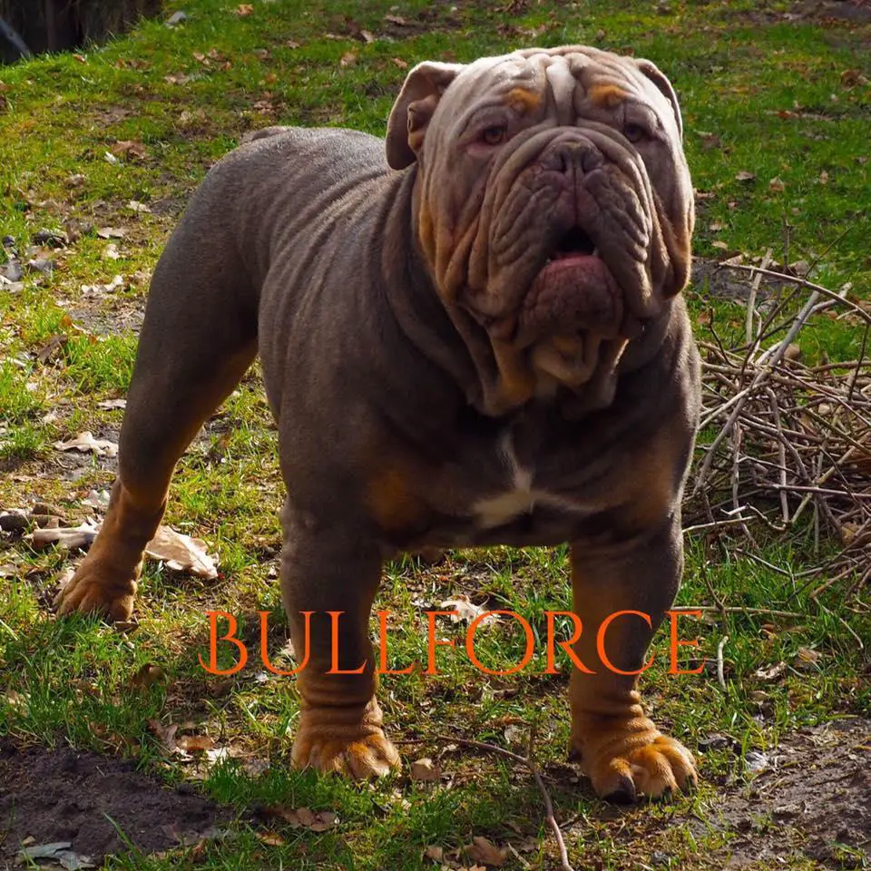 Albion Bulls' Kaiser