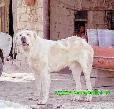 Azhdar (Elbars Mladshii son)