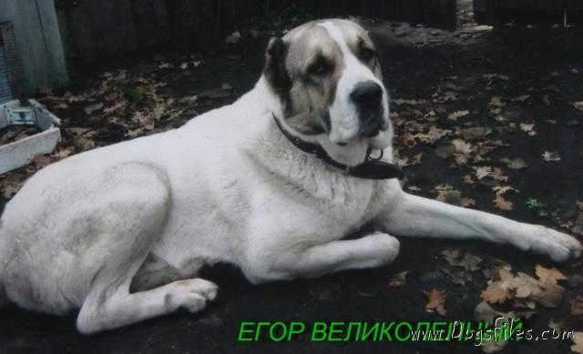 Egor Velikolepnii