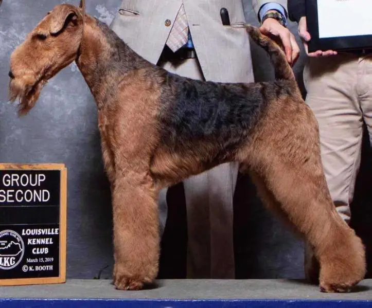 Spindletop airedales sales