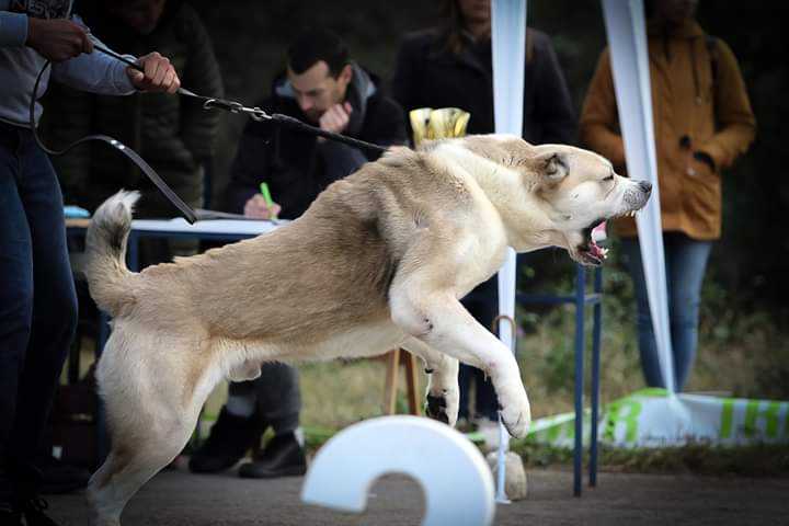 Aglam