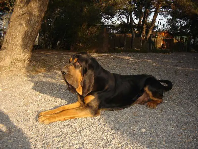 Vicomte de la Colline du Bosc