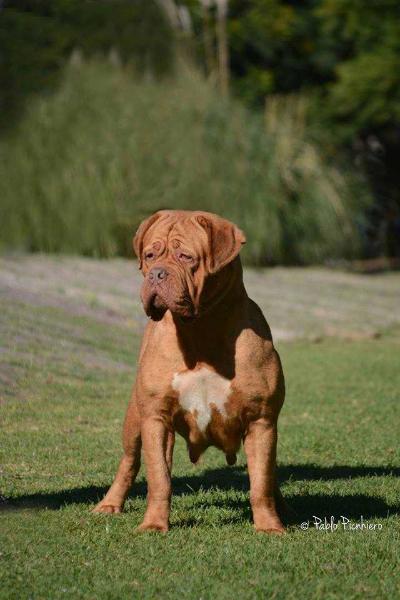 GOISALA BLUEBELL